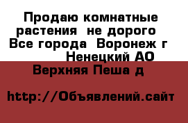 Продаю комнатные растения  не дорого - Все города, Воронеж г.  »    . Ненецкий АО,Верхняя Пеша д.